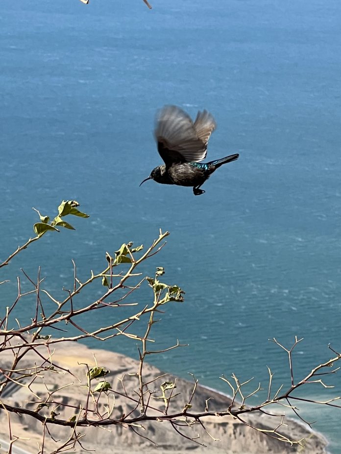 Palestinian Sunbird Palestinian Sunbird