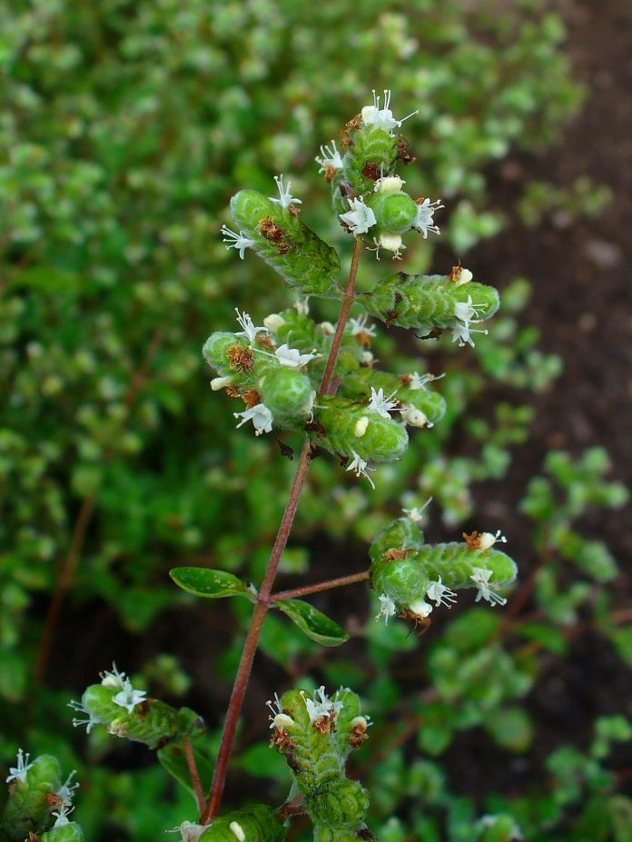Origanum_majorana_002 Origanum majorana, Lamiaceae, Marjoram, inflorescences. Source Wikimedia