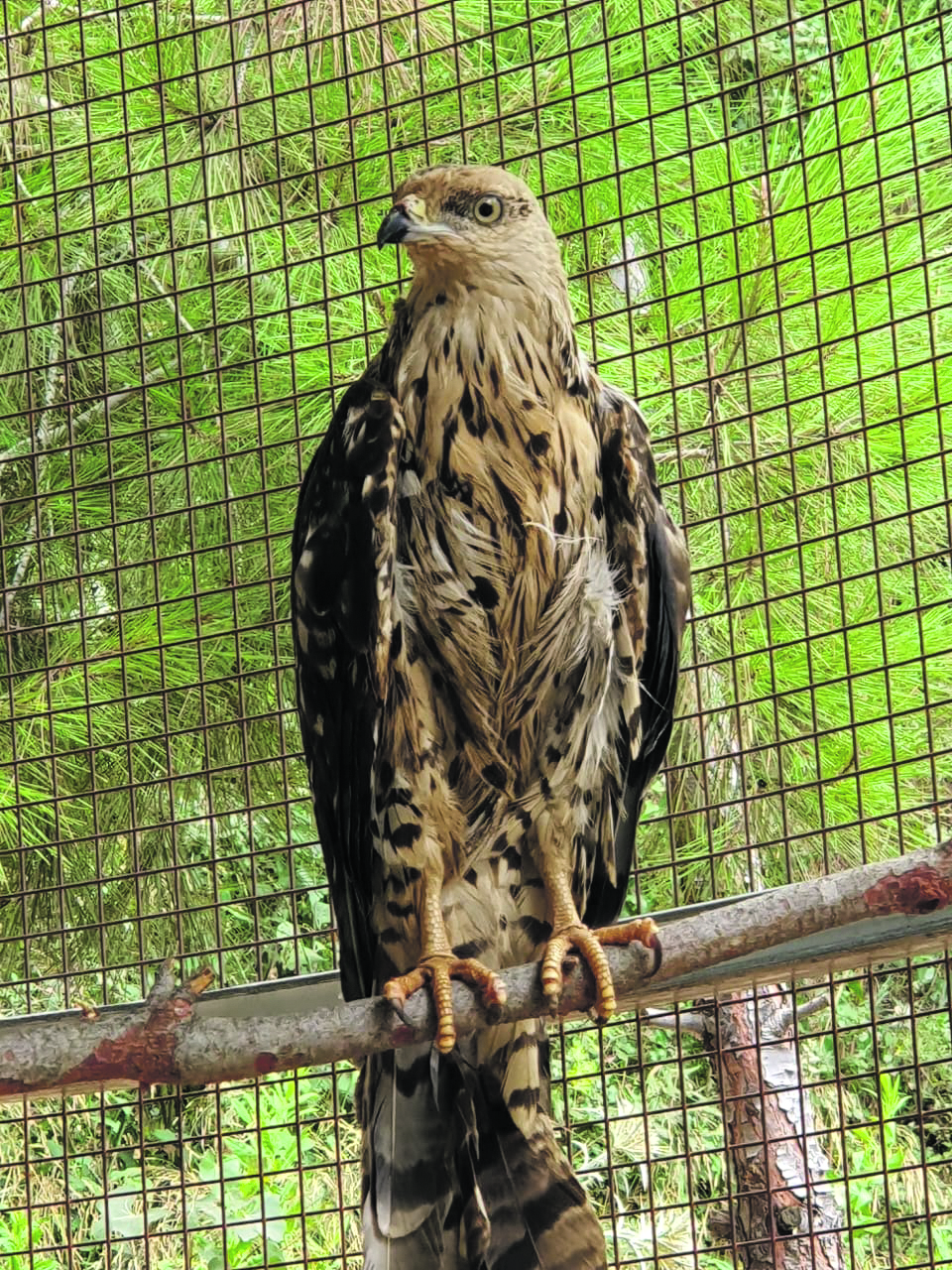 An injured golden eagle being caredfor at the Mount Lebanon Hima Center