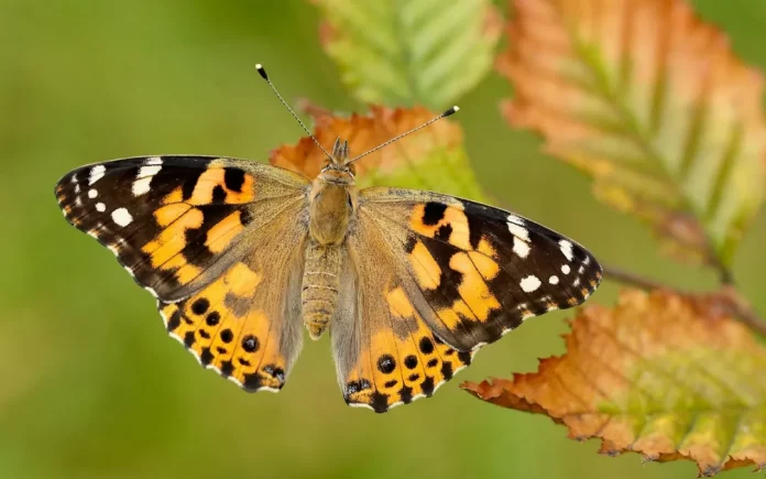 Paintedbutterfly