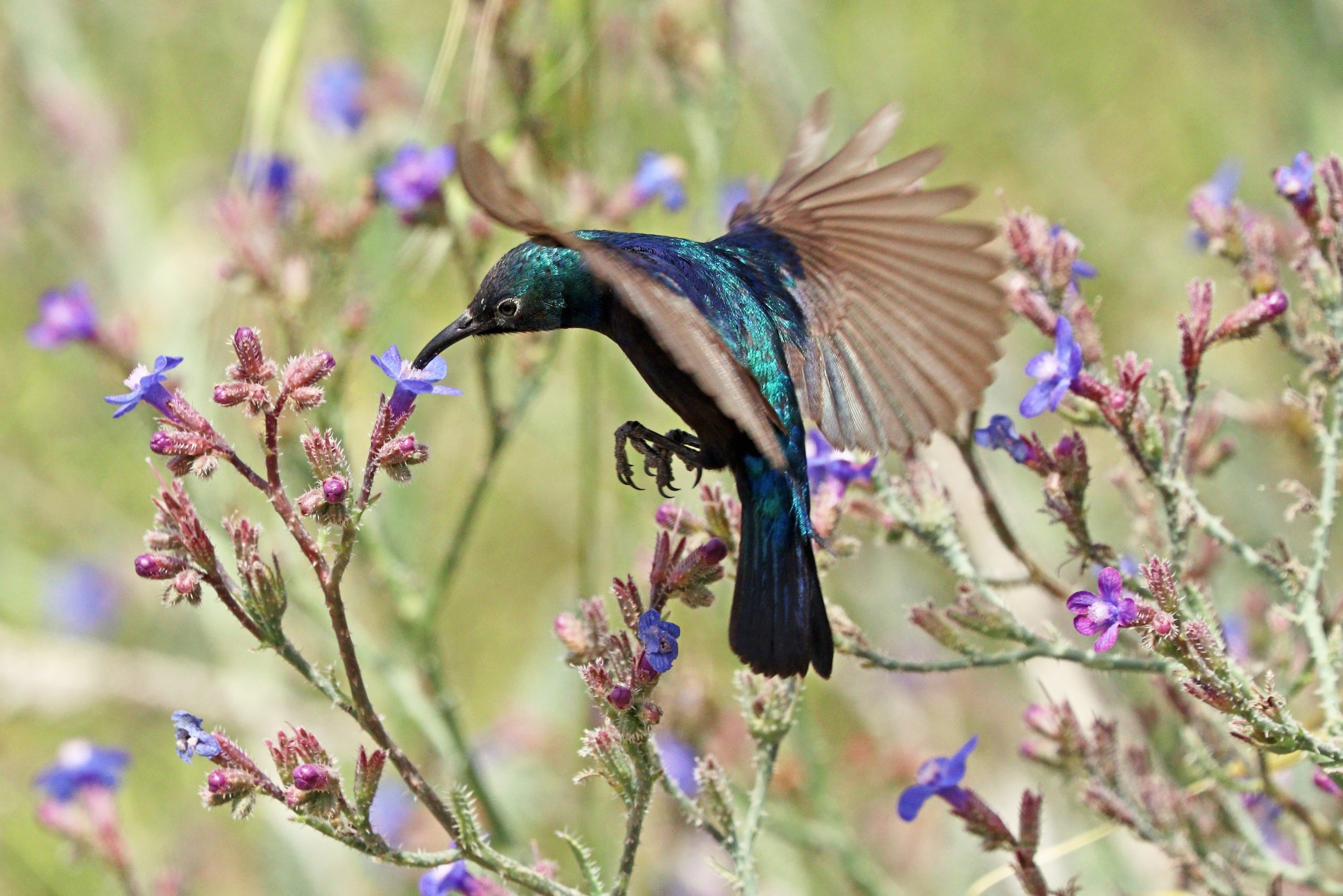 Palestinian Sunbird