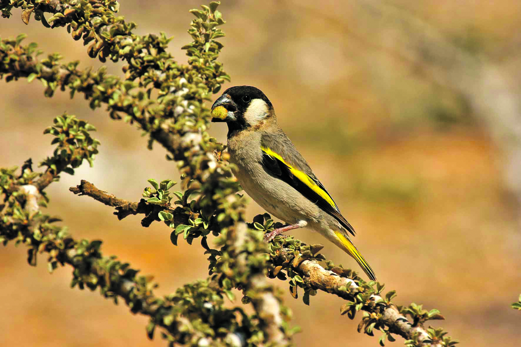 Socotra Golden-winged Grosbeak