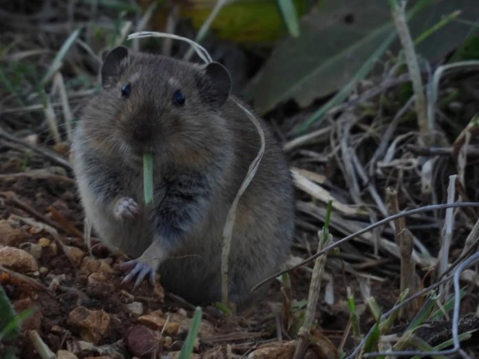 Rain-mammals Some mammals hibernate in the winter, some have other strategies.