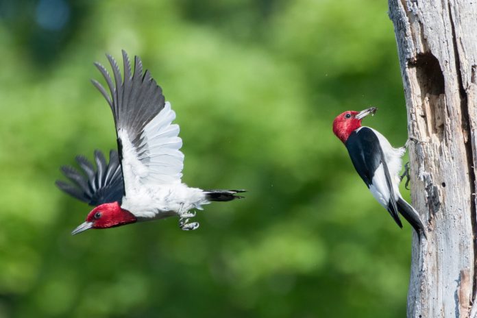 Red-headed-Woodpeckers_Phil-Harvey_Canada_463282161-e1706641216663-2048x1365 Red-headed Woodpecker pair at a nest cavity