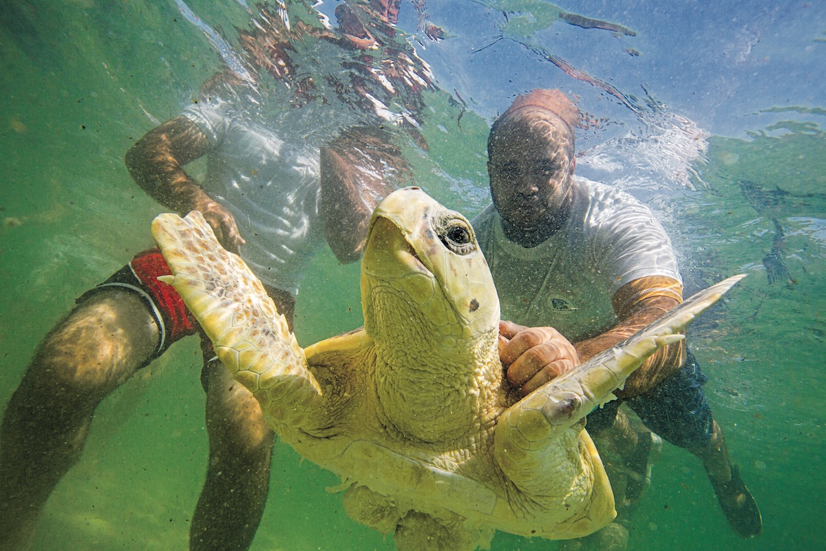 Releasing sea turtle into the Mediterranean Sea © Louis Marie Preau