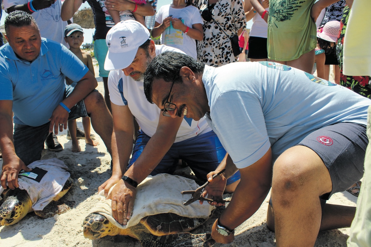 NASTNet Releasing three Caretta caretta sea turtles in Monastir, Tunisia © NASTNet
