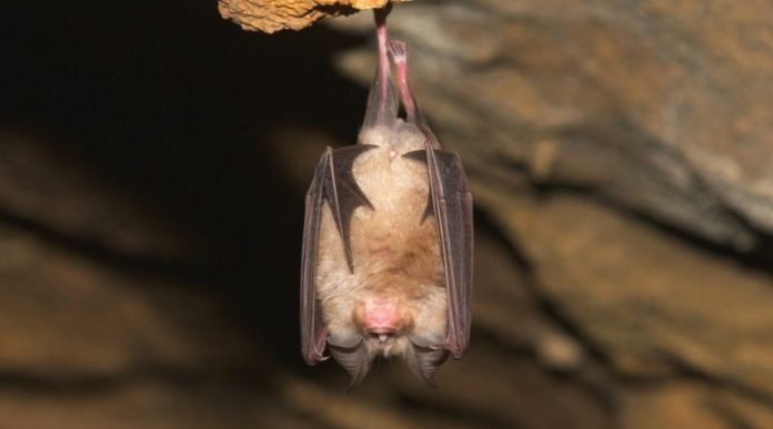 Rhinolophus_euryale-800x445 Rhinolophus euryale Mediterranean horseshoe bat