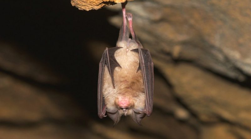 Rhinolophus euryale Mediterranean horseshoe bat