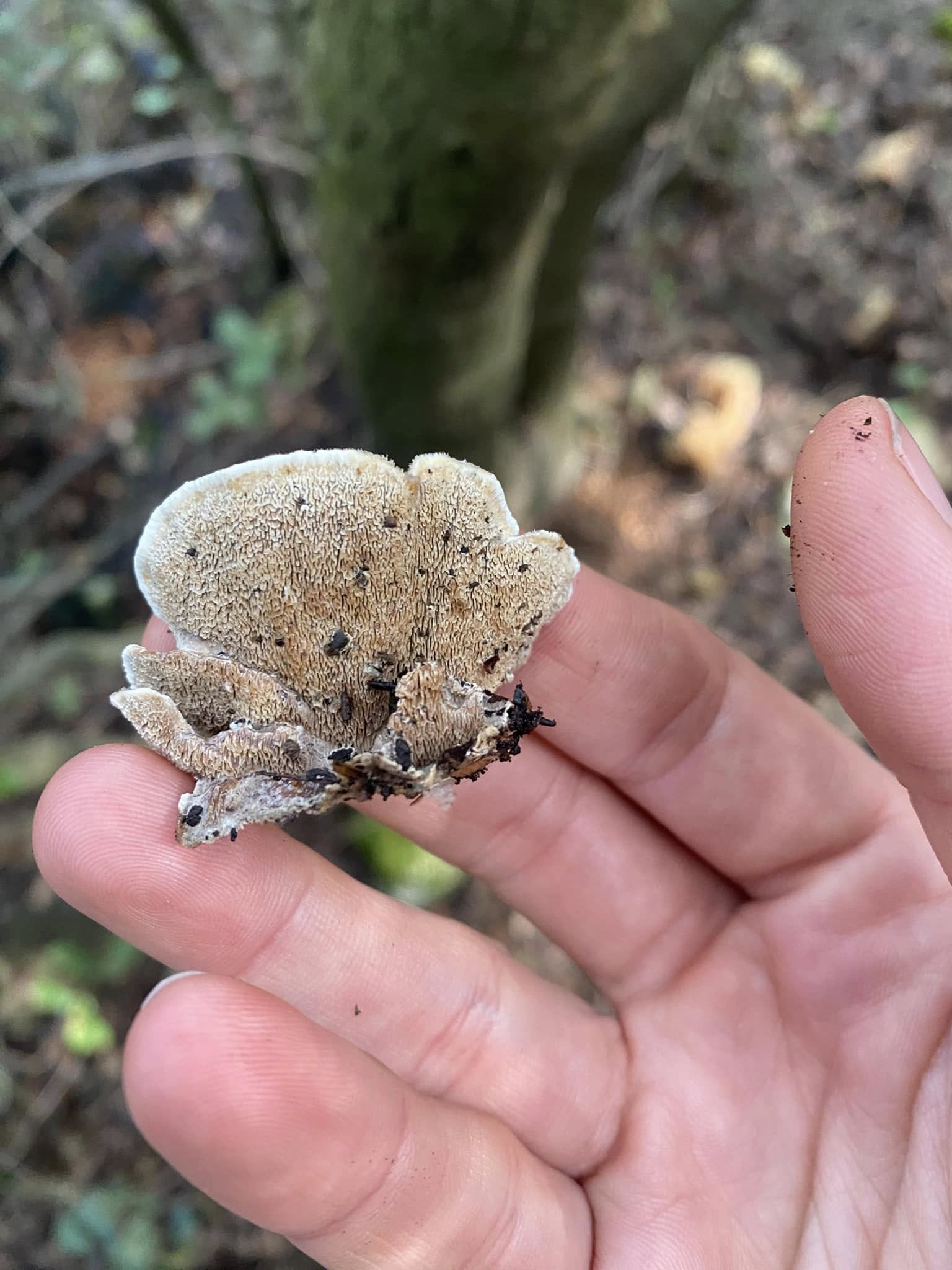 Rianna Tassabehji found a Turkey Tail Baabda