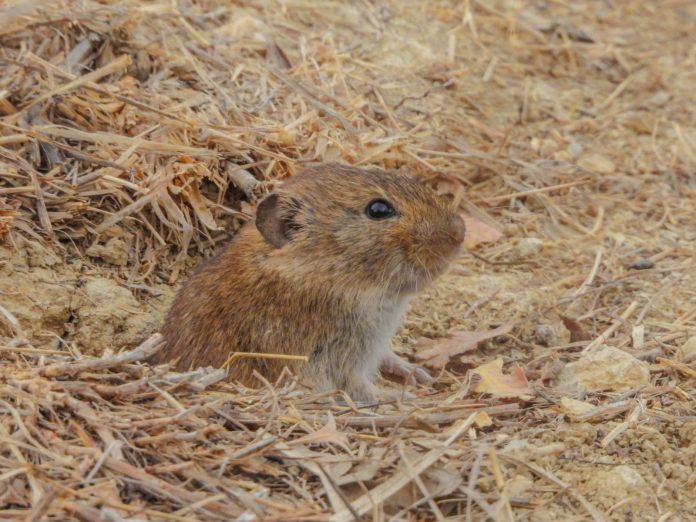 Social vole