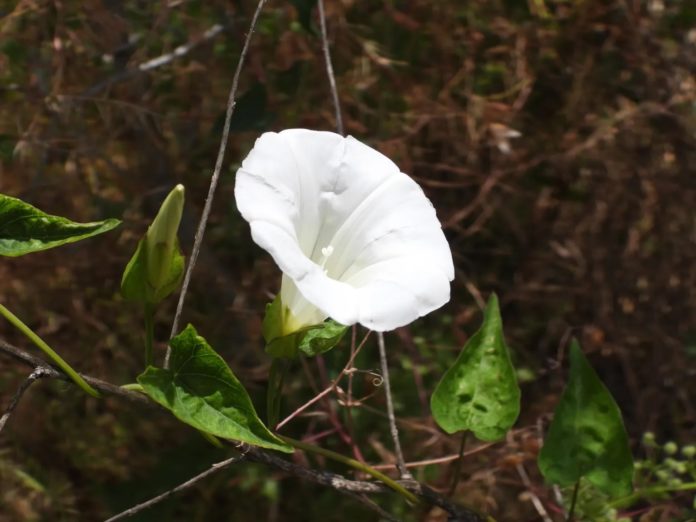 Spring-wildflowers-238-3