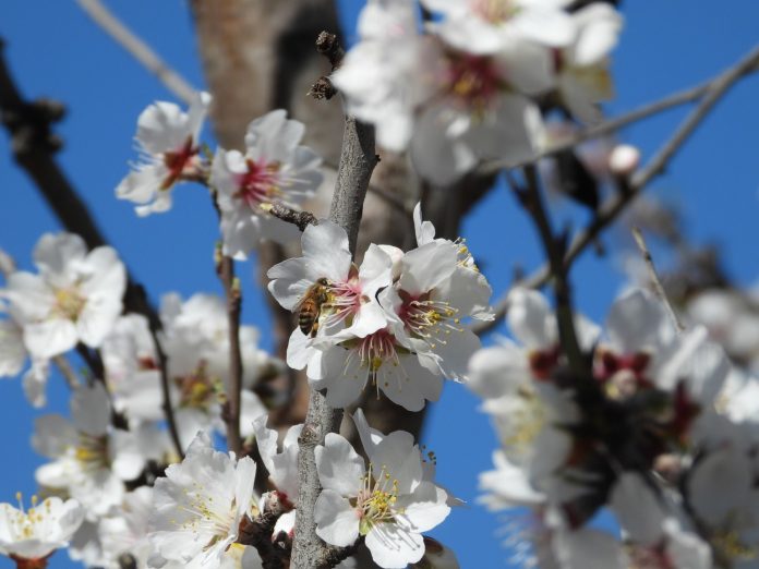 Springtime-Blooms-and-Bees-239-39
