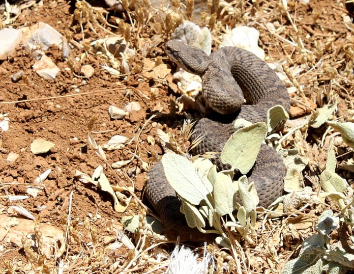 More details Montivipera bornmuelleri syn Vipera bornmuelleri at Mount Hermon More details Montivipera bornmuelleri syn Vipera bornmuelleri at Mount Hermon