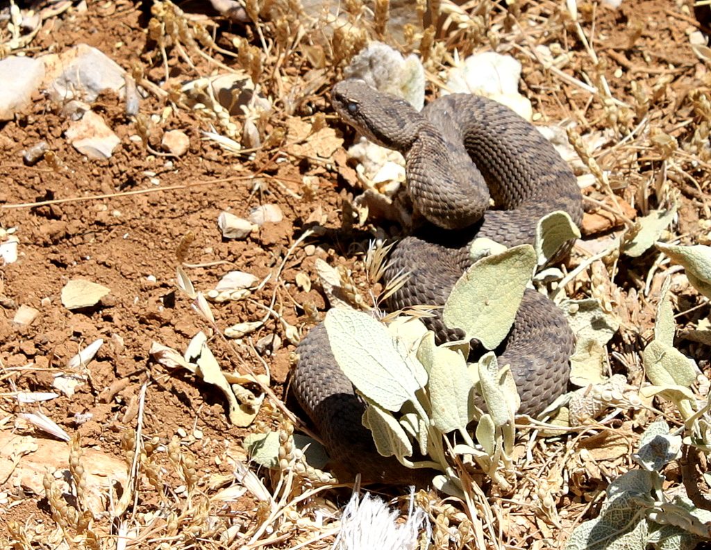 More details
Montivipera bornmuelleri syn Vipera bornmuelleri at Mount Hermon