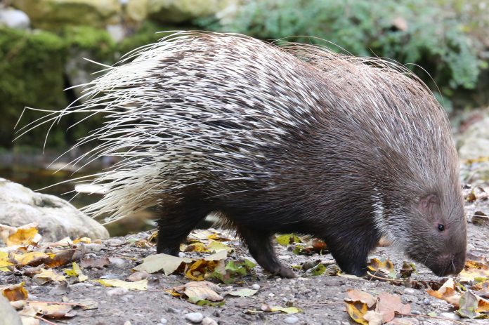 Weissschwanzstachelschwein_Hystrix_indica_Tierpark_Hellabrunn-12_(cropped)