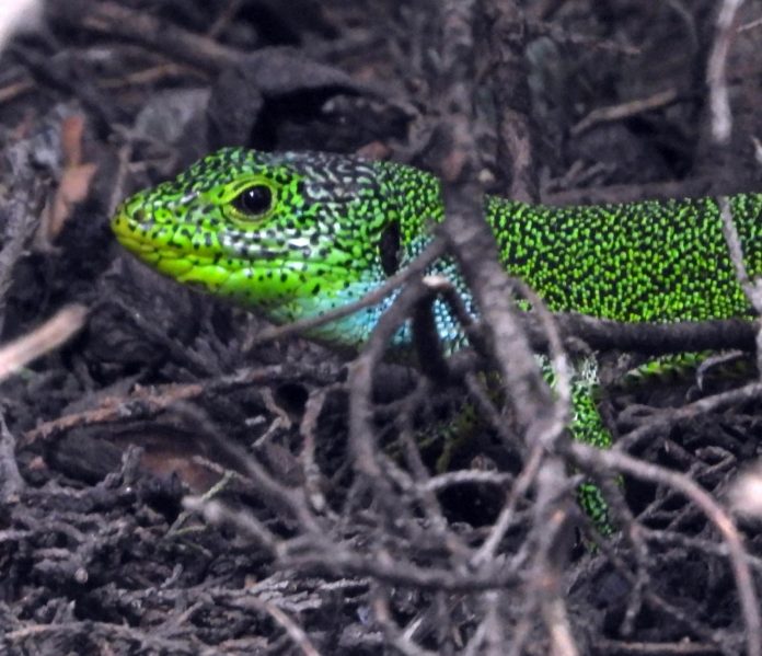 Levant Green Lizard (Lacerta media) Levant Green Lizard (Lacerta media)