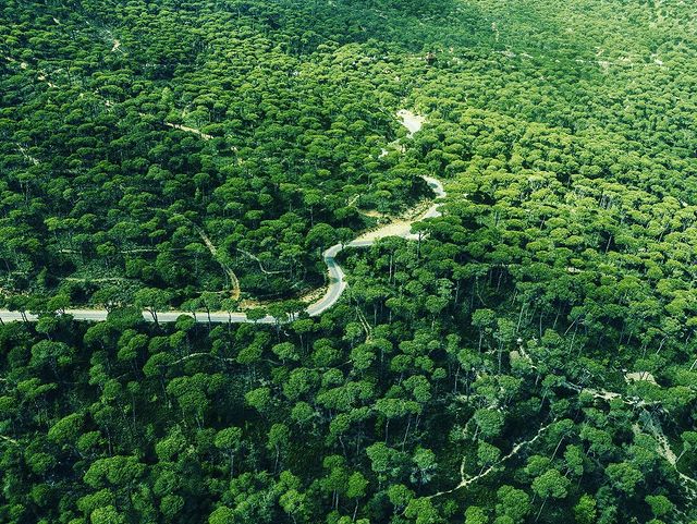 Bkassine Pine Forest