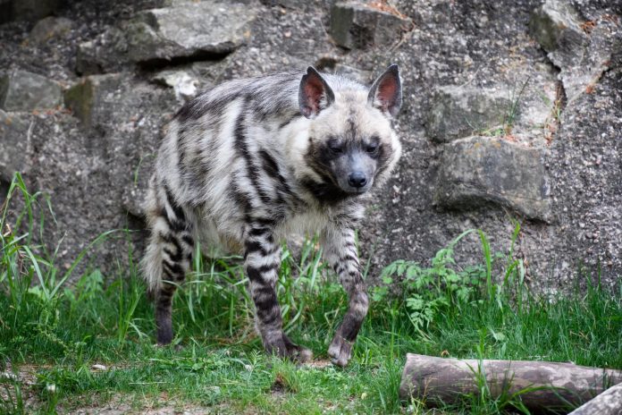 striped hyena