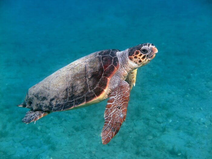 A Loggerhead Sea Turtle (Caretta caretta). These endangered turtles are critical to marine ecosystems and face threats from habitat destruction and human disturbances.Photo Source:
ScubaTurtles.gr