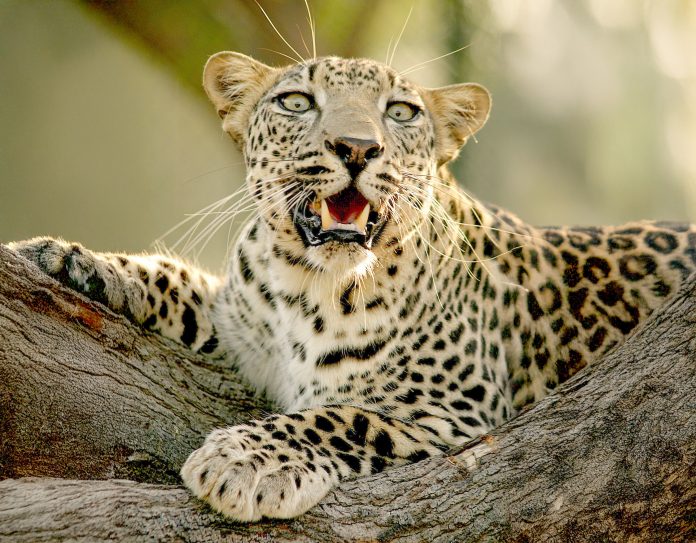 Leopard Wil