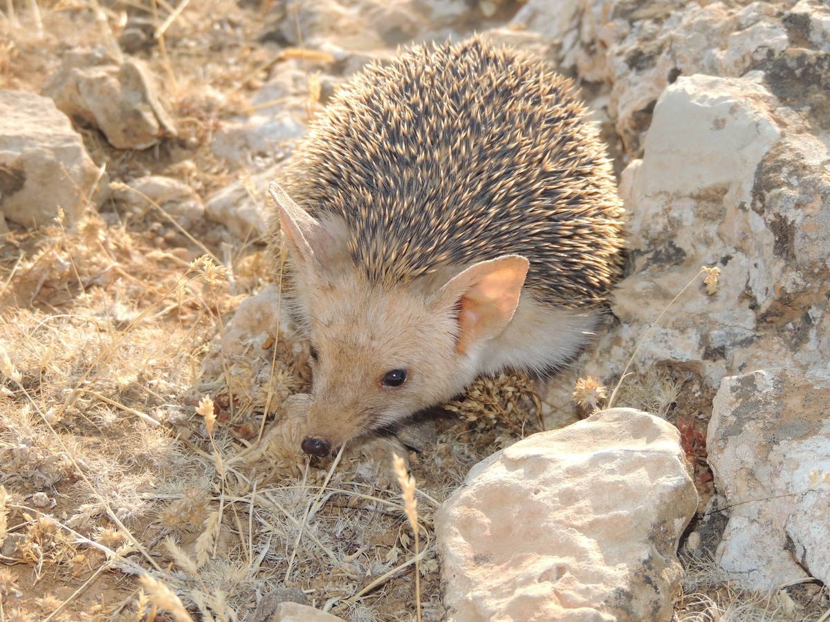 “To protect species, we must first acknowledge their presence. This record should serve as a stepping stone for further ecological studies and conservation initiatives in Lebanon, ensuring that our rich biodiversity is documented and preserved for future generations.” Photo Credit: Rami Khashab
