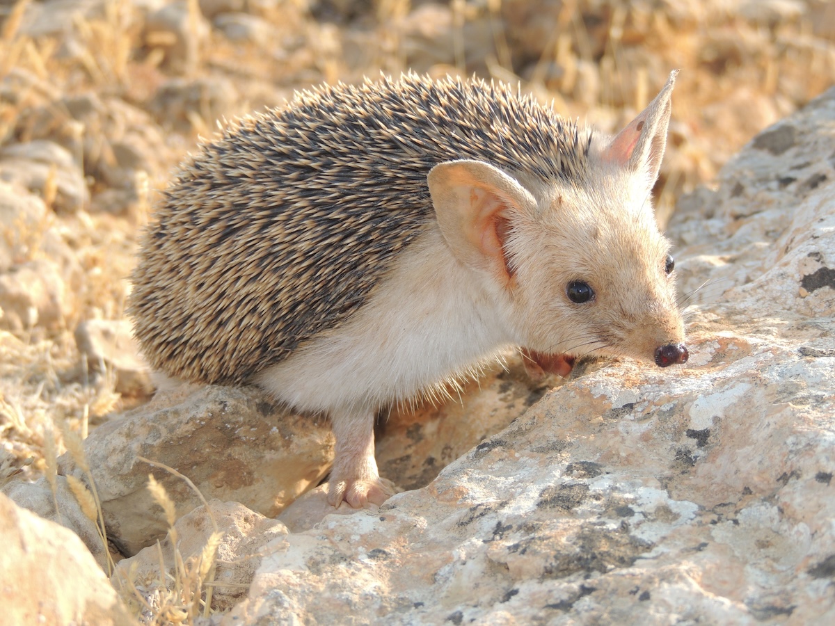 “The long-eared hedgehog demonstrates remarkable resilience, thriving in Lebanon’s semi-arid landscapes by relying on natural shelters like rock formations and burrows. Its presence reinforces how adaptable wildlife can be, even in challenging environments.”Photo Credit: Rami Khashab