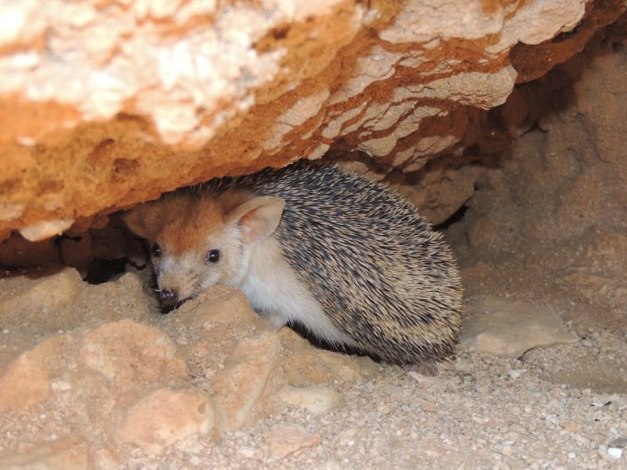 “This finding extends the known range of the species in the region and globally. It highlights the importance of continued biodiversity surveys, particularly in underrepresented areas like Lebanon, where species may exist unnoticed for decades.” Photo Credit: Rami Khashab “This finding extends the known range of the species in the region and globally. It highlights the importance of continued biodiversity surveys, particularly in underrepresented areas like Lebanon, where species may exist unnoticed for decades.” Photo Credit: Rami Khashab