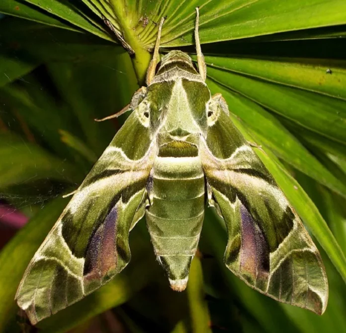 Daphnis-nerii-Shantanu-Kuveskar "Oleander Hawkmoth (Daphnis nerii) – A striking nocturnal and migratory species with a wingspan of 90-100 mm. Commonly found near riversides and scrub, it relies on oleander (Nerium oleander) as its primary host plant. Active from June through September, this large hawkmoth is a true symbol of nature’s resilience and beauty. 🌿🦋 📸 Attribution: Shantanu Kuveskar (Wikipedia Creative Commons)"