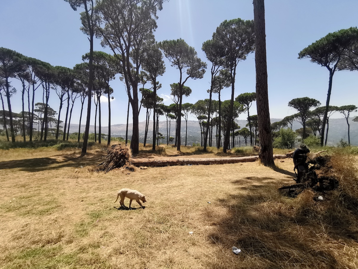 A breathtaking daytime view of Btekhnay’s lush pine forests, sunlight streaming through the towering trees.