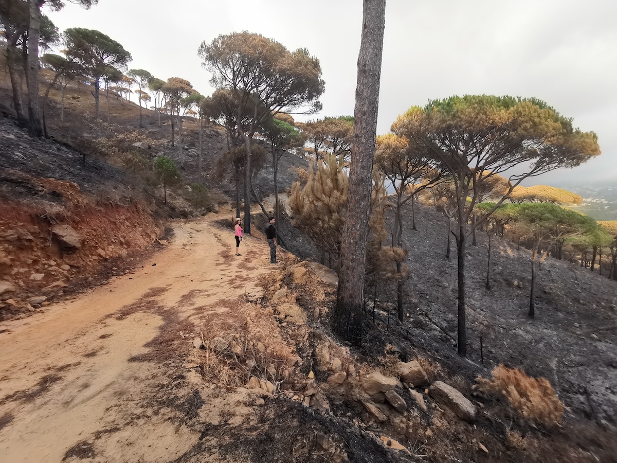 A haunting photo of the aftermath of a wildfire, showing scorched earth and burned trees against a smoky sky