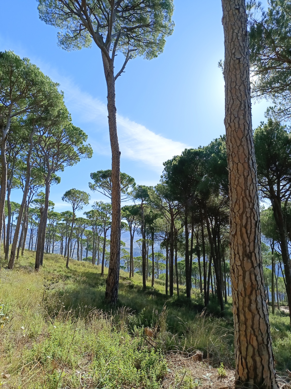A sunlit trail in Btekhnay’s pine forest, inviting hikers and nature lovers to explore