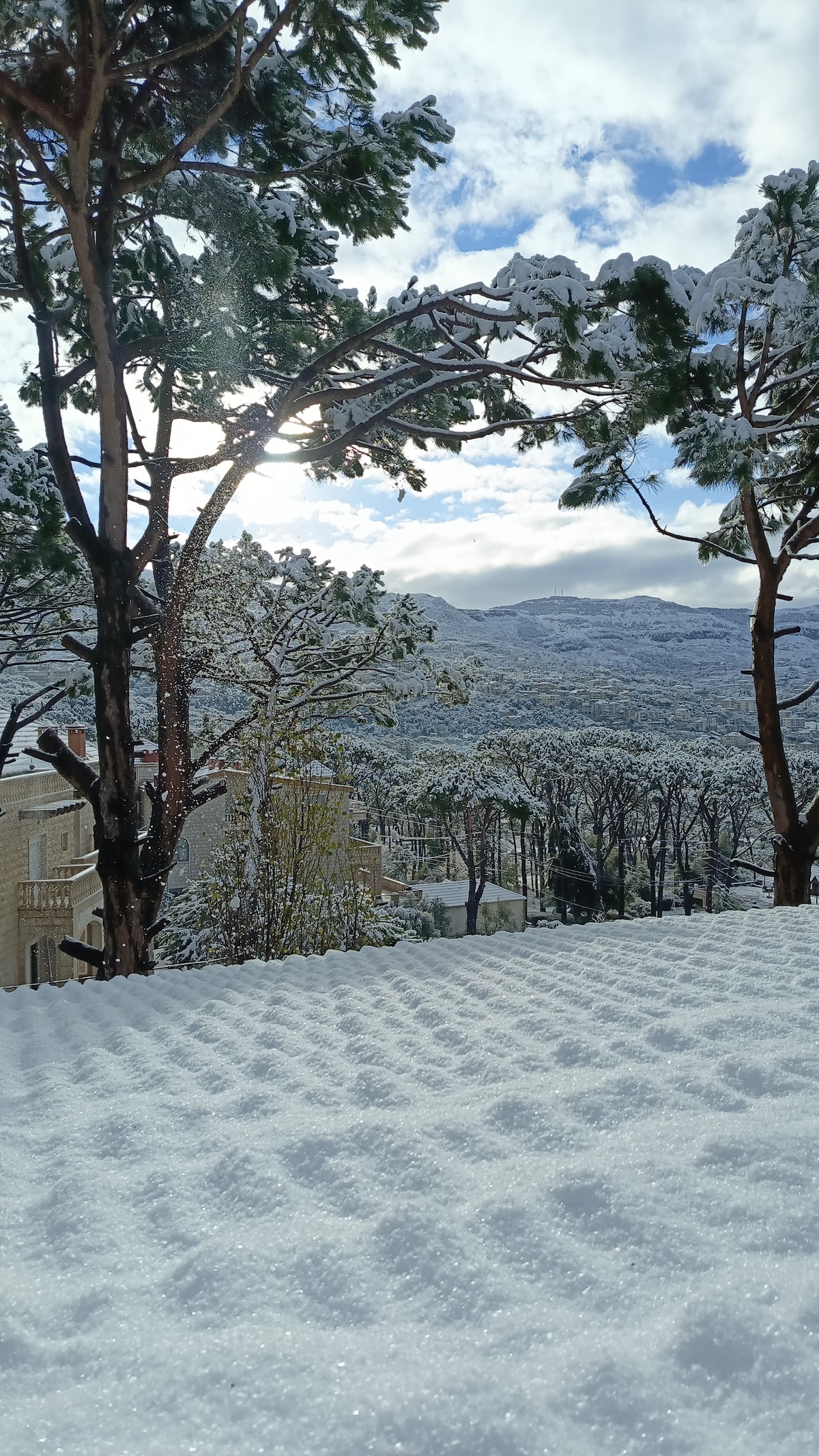 A snowy winter scene in Btekhnay’s pine forests, showcasing their serene beauty in the cold season.
