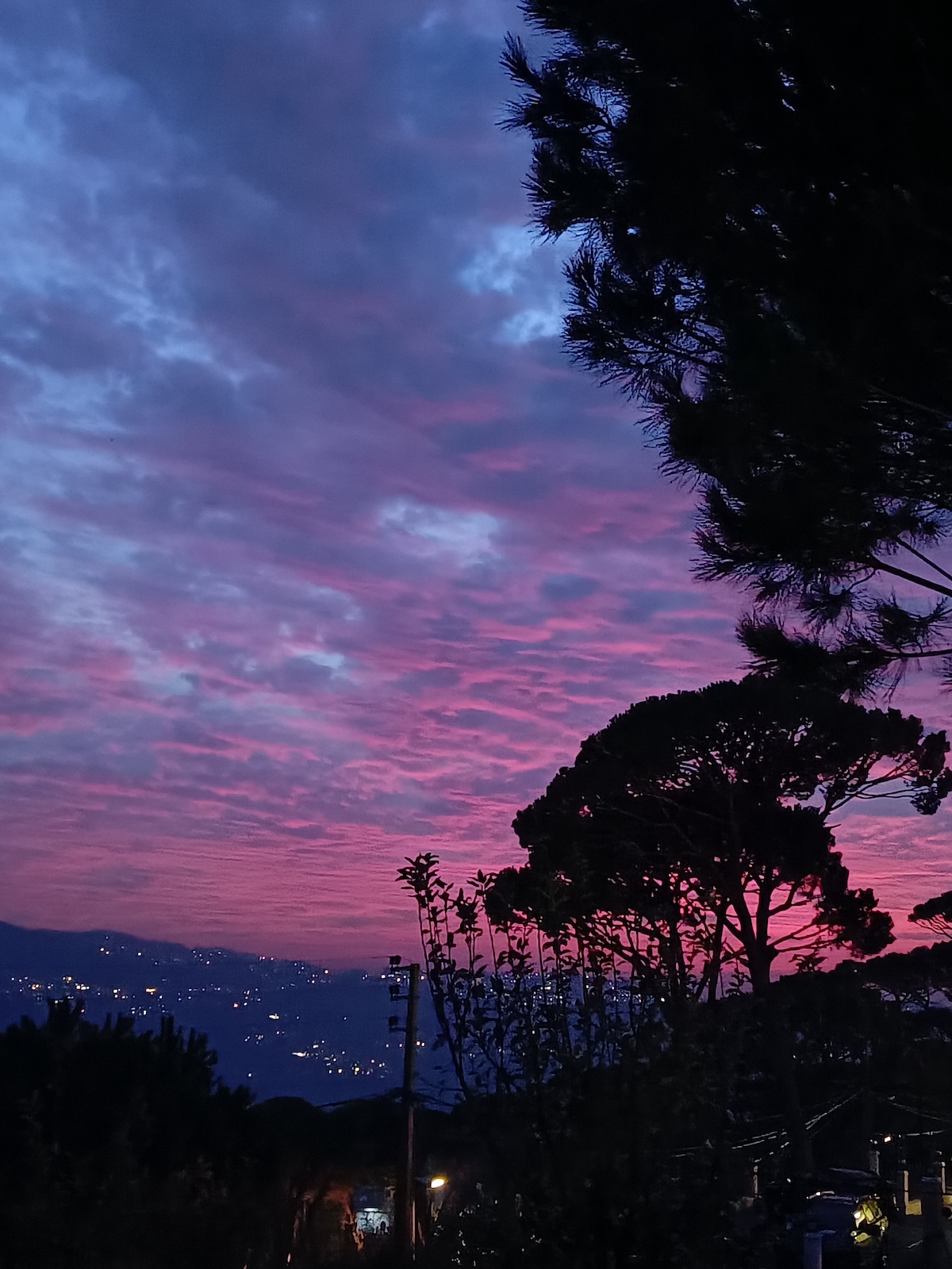 A vibrant pine forest at sunset, symbolizing resilience and renewal