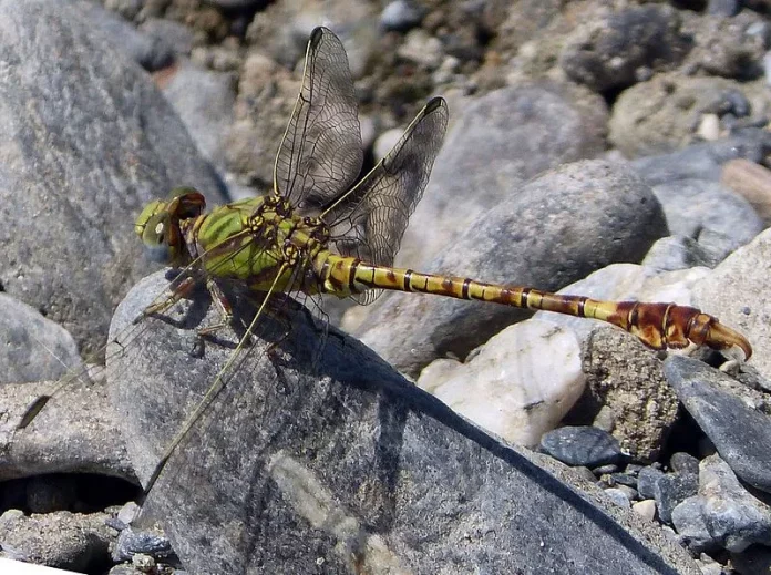 Paragomphus-genei-gailhampshire Common hooktail Paragomphus genei A fairly small dragonfly with a body length of 37-50 mm and a hindwing length of 20-26 mm, the only species with a characteristic hooked tail and green thorax. This dragonfly lives in slow-flowing open streams, intermittent rivers, pools, lakes, and marshes. The common flies in the summer months, spending much of its time perched on rocks and plants.