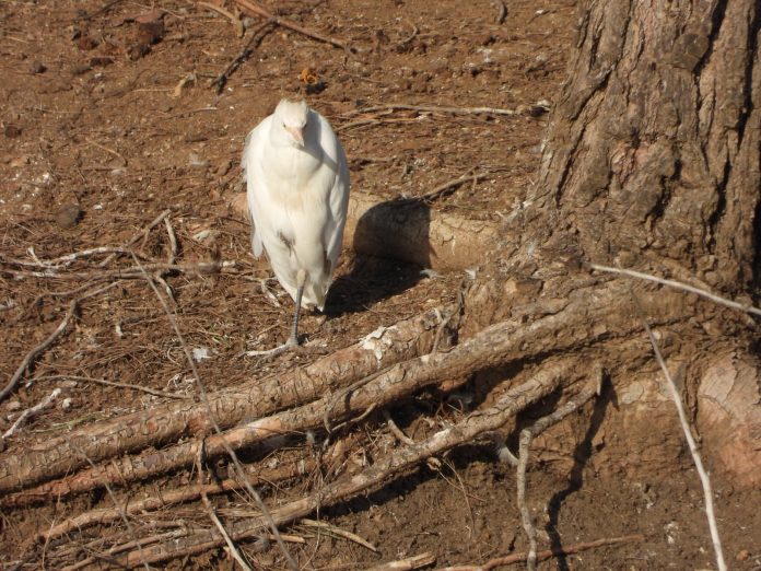 The Return of the Cattle Egrets to Hima Lake Mansoura9