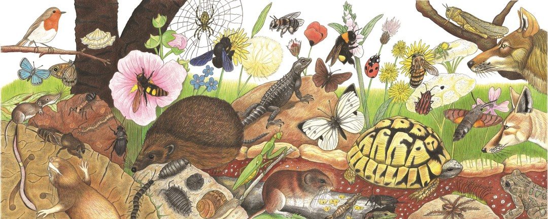 "The Web of Life" – An intricate hand-drawn illustration by Hussein Zorkot, showcasing Lebanon’s rich biodiversity. From pollinators and reptiles to mammals and wildflowers, this artwork captures the delicate interconnections of nature, emphasizing the importance of conservation and biomonitoring efforts. 🦊🦋🌿 #Biodiversity #Conservation #CitizenScience #SPNL