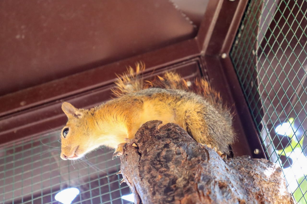 Zaher is dedicated to rescuing and rehabilitating injured squirrels at the Mount Lebanon Hima Center in Kayfoun. 