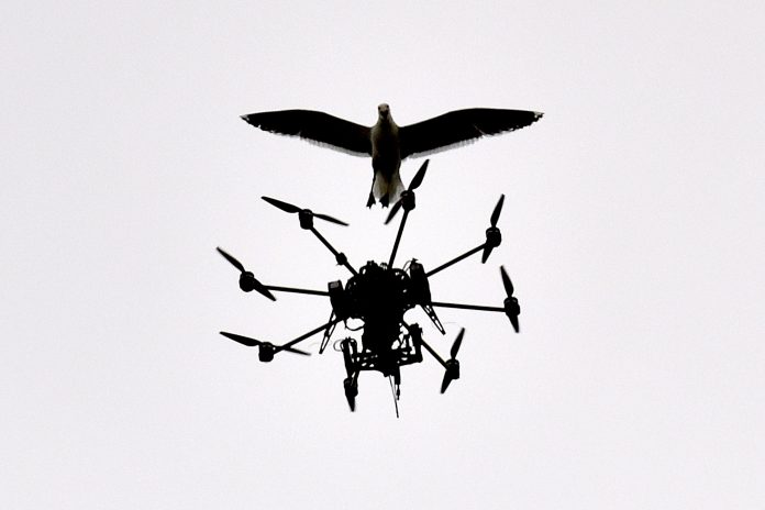 A Kelp Gull swoops at a Sky TV drone covering a cricket match in Wellington on January 7, 2015 (New Zealand was playing Sri Lanka). Photo: Marty Melville/AFP/Getty Images A Kelp Gull swoops at a Sky TV drone covering a cricket match in Wellington on January 7, 2015 (New Zealand was playing Sri Lanka). Photo: Marty Melville/AFP/Getty Images