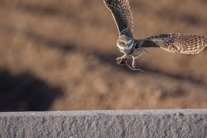 A male owl heads home to his mate, dinner in claw, after snatching up a kangaroo rat in the Sonoran Desert’s continually shifting landscape. A male owl heads home to his mate, dinner in claw, after snatching up a kangaroo rat in the Sonoran Desert’s continually shifting landscape.