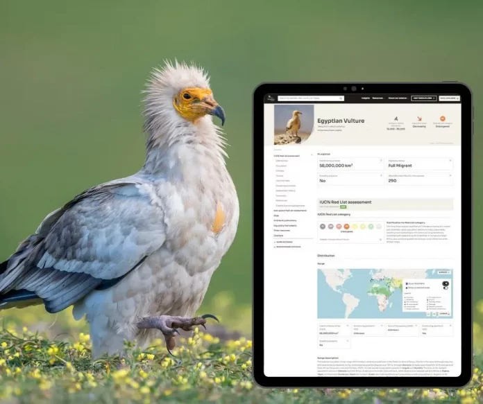 Egyptian-Vulture