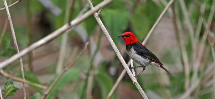 In a new study, published in the Bulletin of the British Ornithologists’ Club and led by a BirdLife scientist, a colourful honeyeater has been described from the little-known island of Babar in Indonesia. In a new study, published in the Bulletin of the British Ornithologists’ Club and led by a BirdLife scientist, a colourful honeyeater has been described from the little-known island of Babar in Indonesia.