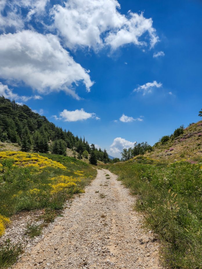 pyro Klitira A tranquil path leads through a vibrant Hima site, where wildflowers bloom and cedar forests thrive under Lebanon’s summer skies. This landscape reflects the harmony between nature and community conservation. Photo Credit: Spyro Klitira