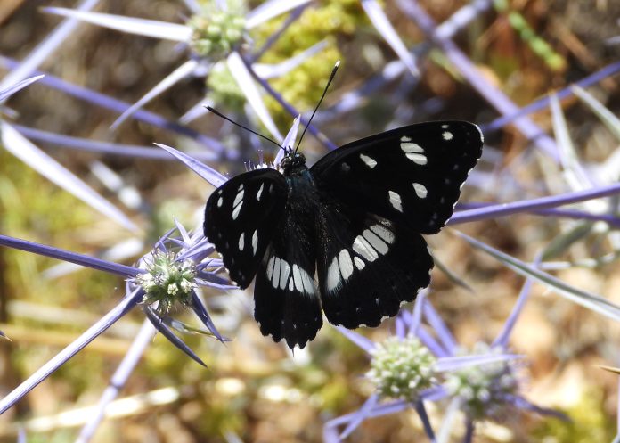 The Beirut River Valley stands out as both a Key Biodiversity Area (KBA) and a Prime Butterfly Area (PBA) in Lebanon The Beirut River Valley stands out as both a Key Biodiversity Area (KBA) and a Prime Butterfly Area (PBA) in Lebanon
