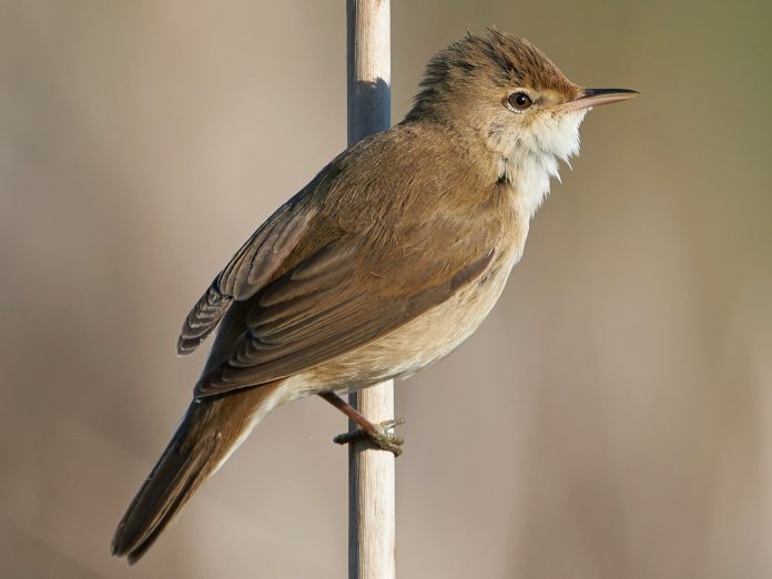 Common Reed Warbler Acrocephalus scirpaceus Common Reed Warbler
Acrocephalus scirpaceus