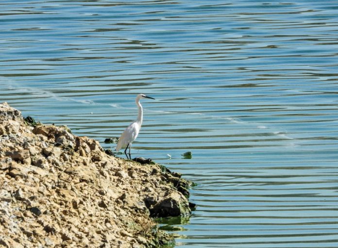 Over seven weeks, he filed 24 eBird checklists, weaving a detailed picture of autumn passage that stretches from high-altitude thermals to mirror-still marshes. Over seven weeks, he filed 24 eBird checklists, weaving a detailed picture of autumn passage that stretches from high-altitude thermals to mirror-still marshes.