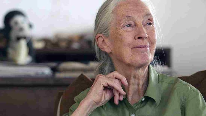xr:d:DAFUvfUY0Kc:4,j:422461566,t:22121413 Jane Goodall – A Pioneering Primatologist