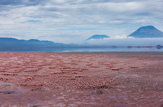 Ol-Doinyo-Lengai-volcano-Lesser-Flamingos-Lake-Natron_Danita-Delimont_shutterstock_1821804134_Compress-scaled