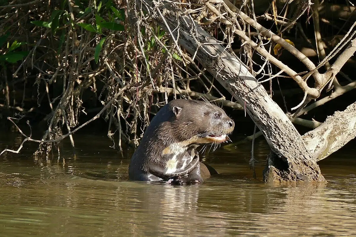 Giant Otter foraging, Piquiri River, Mato Grosso, Brazil © Bernard Dupont from France