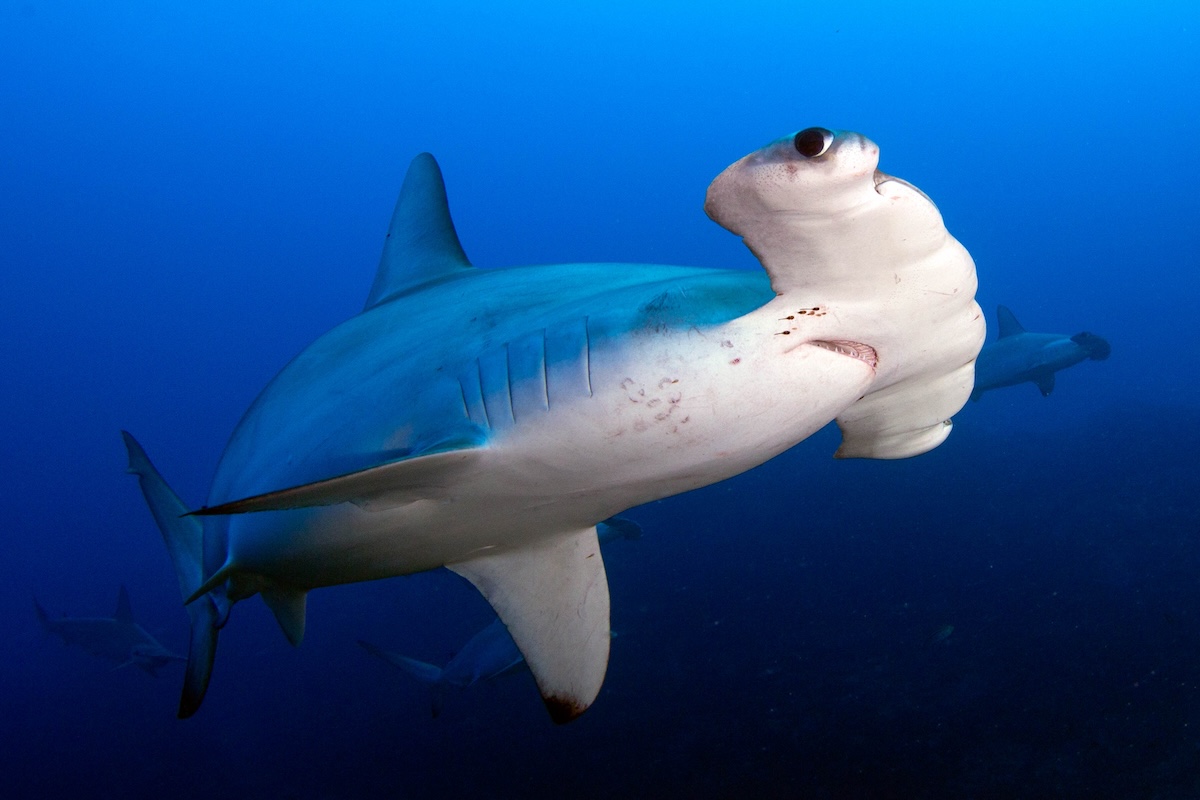 Hammerhead shark, Mikimoto, Japan © Masayuki Agawa / Ocean Image Bank