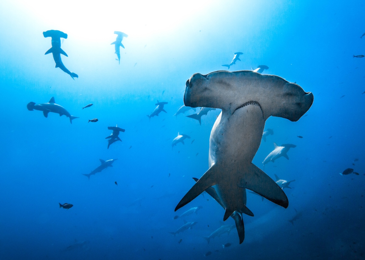 Hammerhead shark, Mikimoto, Japan © Masayuki Agawa / Ocean Image Bank